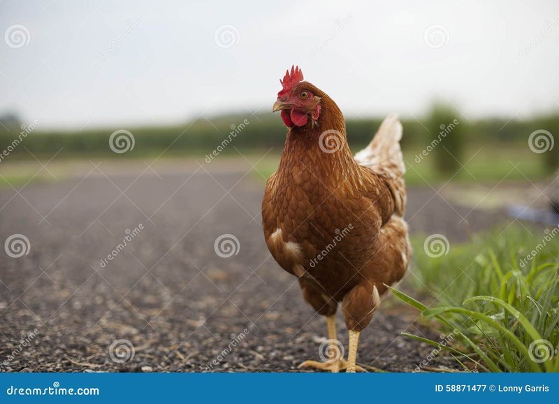 Conoce el Juego de Azar de la Ruta del Pollo en España in Spain